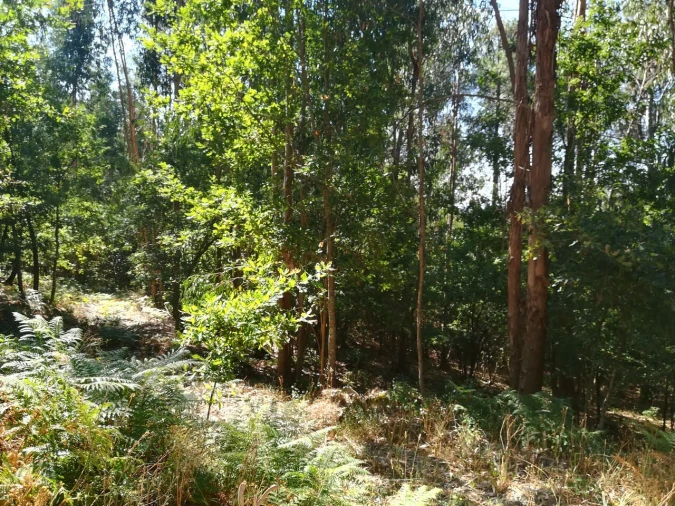 Terreno para Venda em Castelões Foto 7