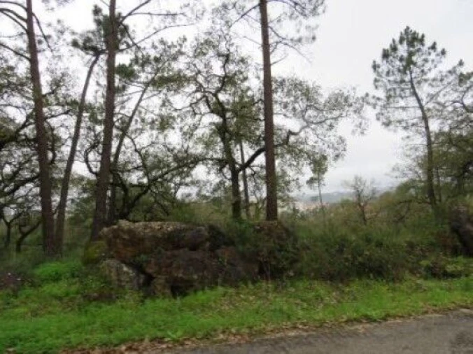 Terreno para Venda em São Pedro de Tomar Foto 3