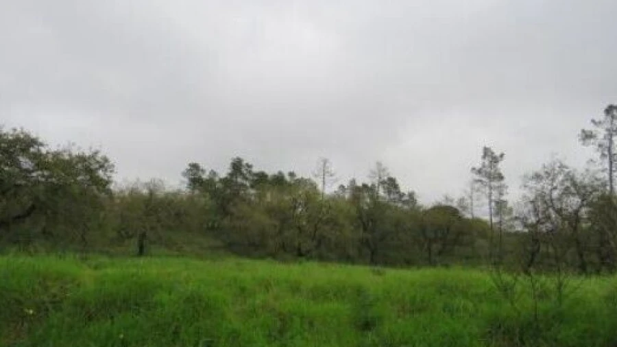 Terreno para Venda em São Pedro de Tomar