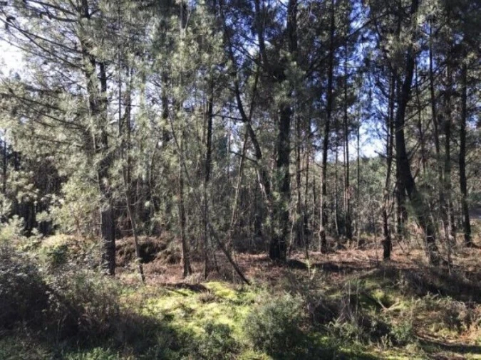 Terreno para Venda em Andrães Foto 2