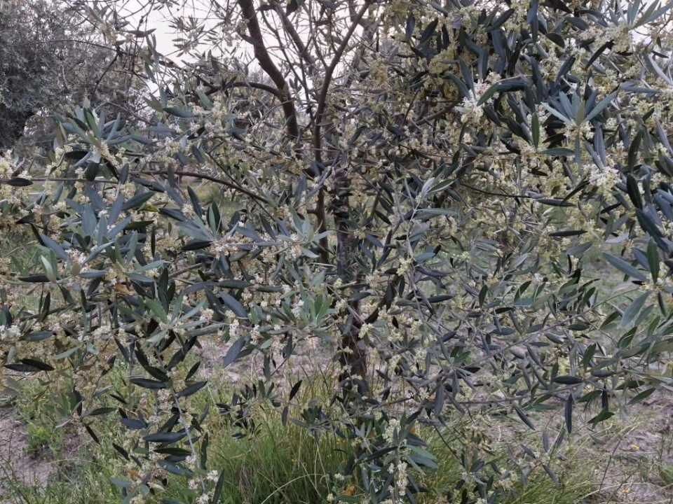 Quinta T0 para Venda em Ratoeira Foto 18