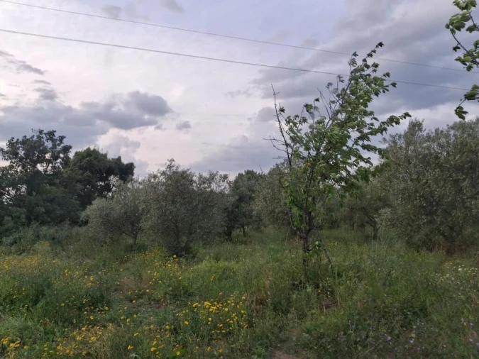 Quinta T0 para Venda em Ratoeira Foto 14