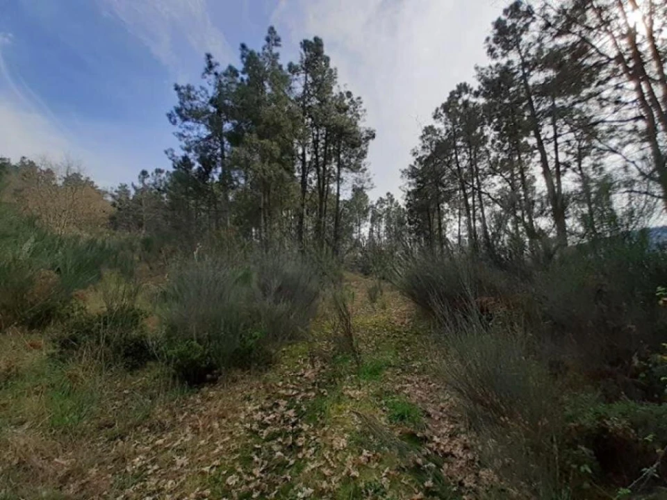 Terreno para Venda em São João de Tarouca Foto 3