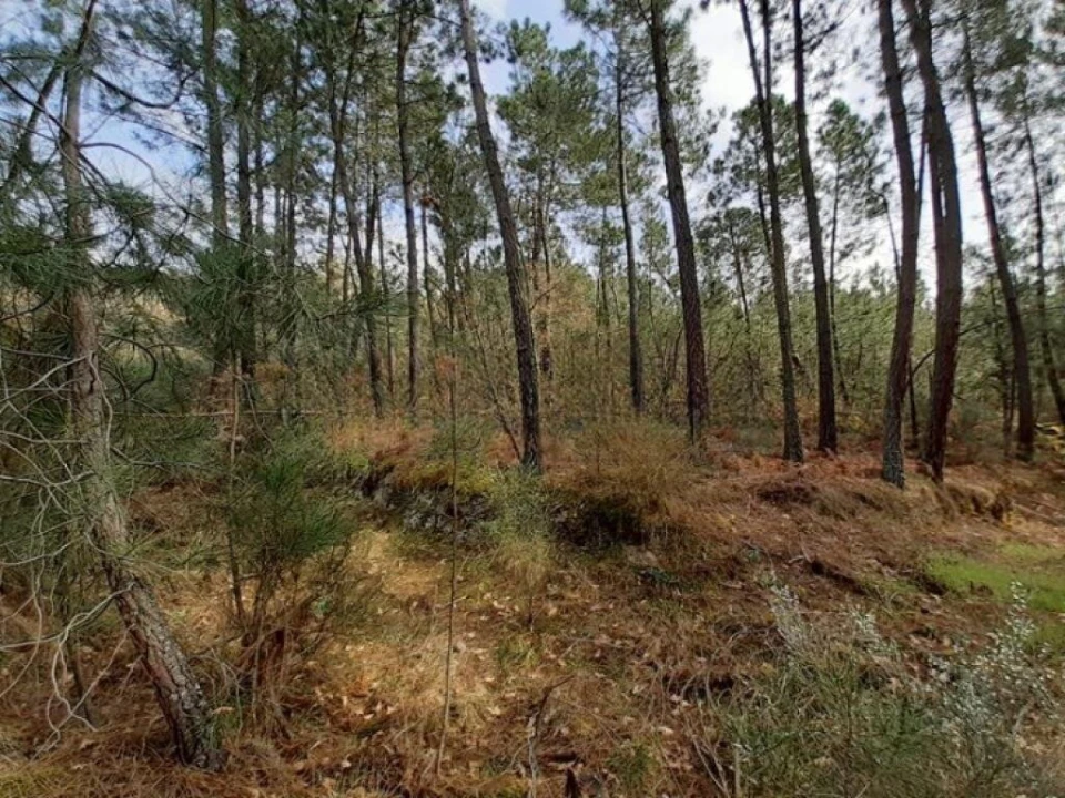 Terreno para Venda em São João de Tarouca Foto 5