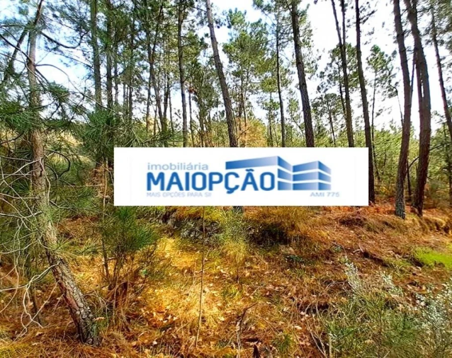 Terreno para Venda em São João de Tarouca Foto 3