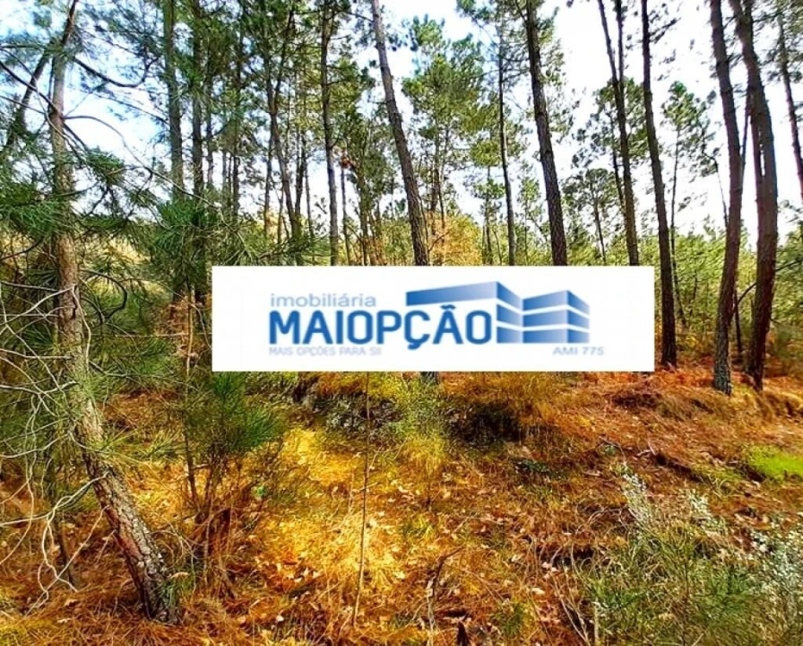 Terreno para Venda em São João de Tarouca Foto 5