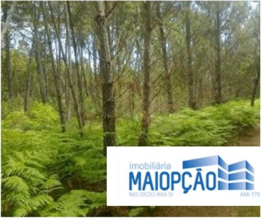 Terreno para Venda em Avelal Foto 3