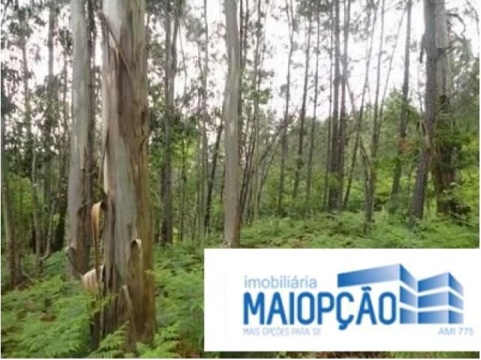 Terreno para Venda em Avelal Foto 5