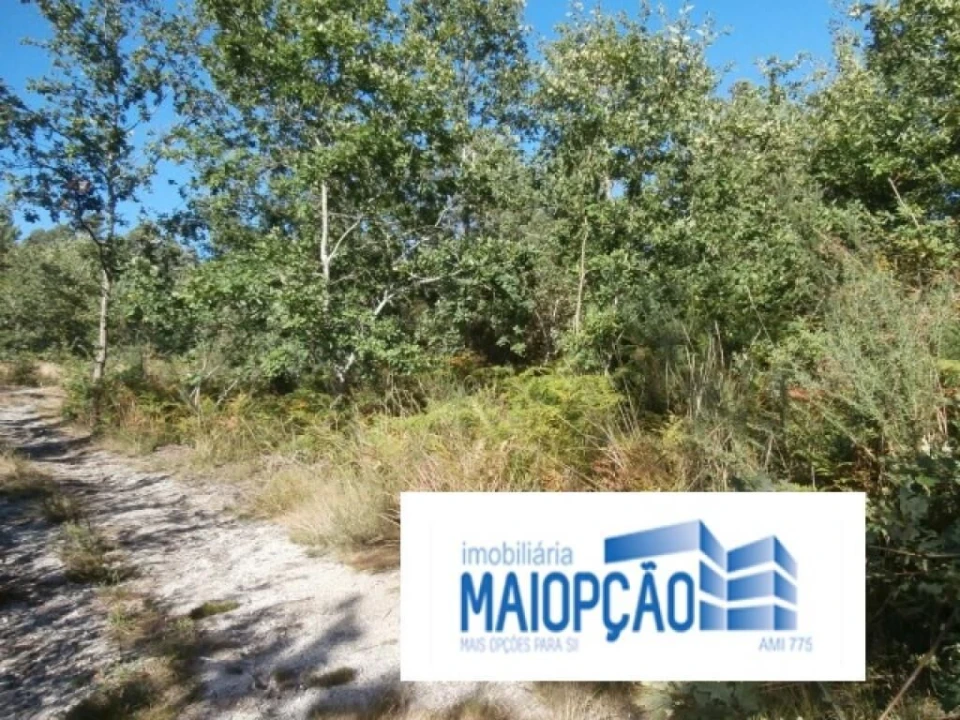 Terreno para Venda em Travassos Foto 4