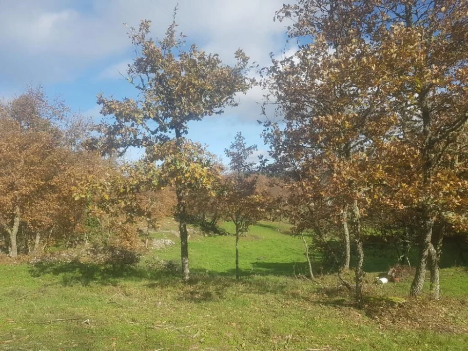 Quinta T0 para Venda em Guarda Foto 16