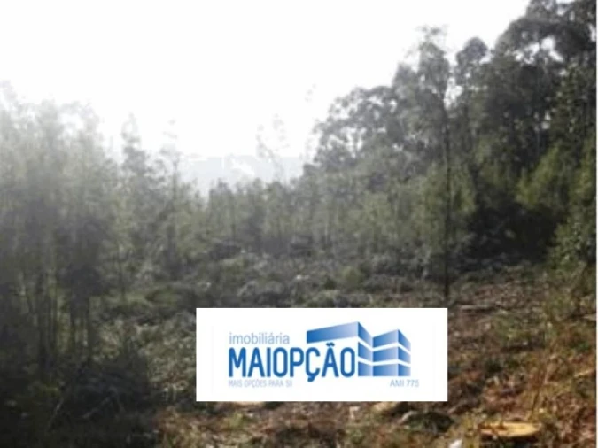 Terreno para Venda em Monte Córdova Foto 2