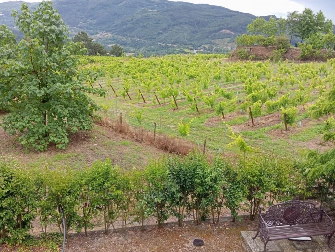 Quinta T0 para Venda em Gondar Foto 9