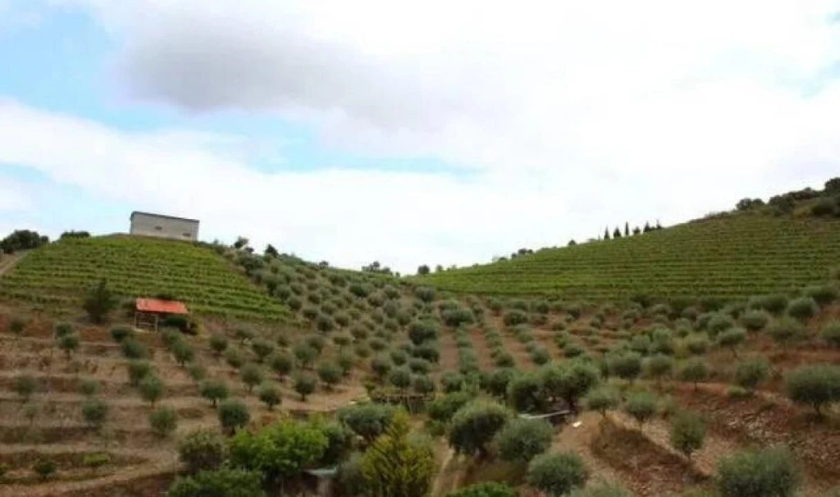 Quinta T0 para Venda em Vila Nova de Foz Côa Foto 2