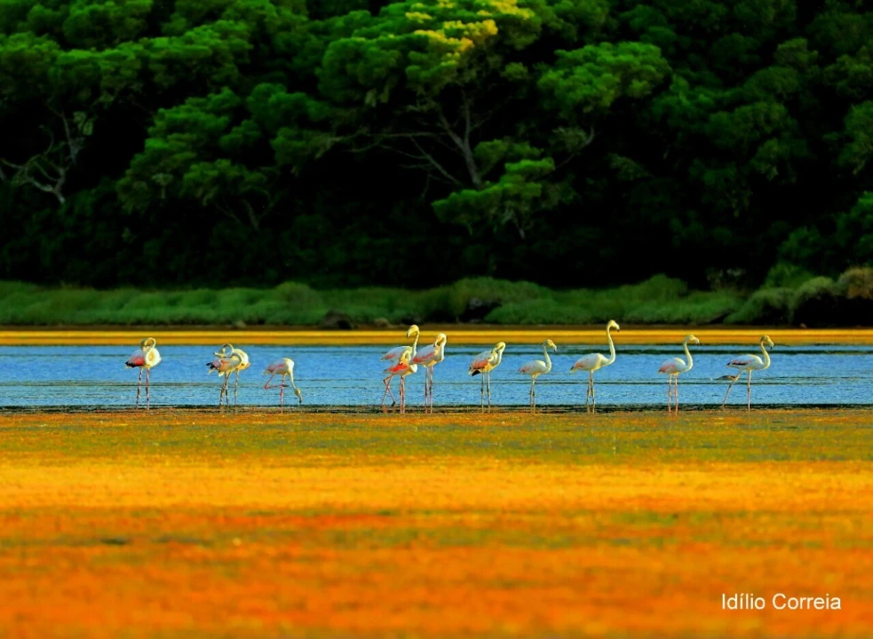 Armazém para Venda em Reguengo Grande Foto 12