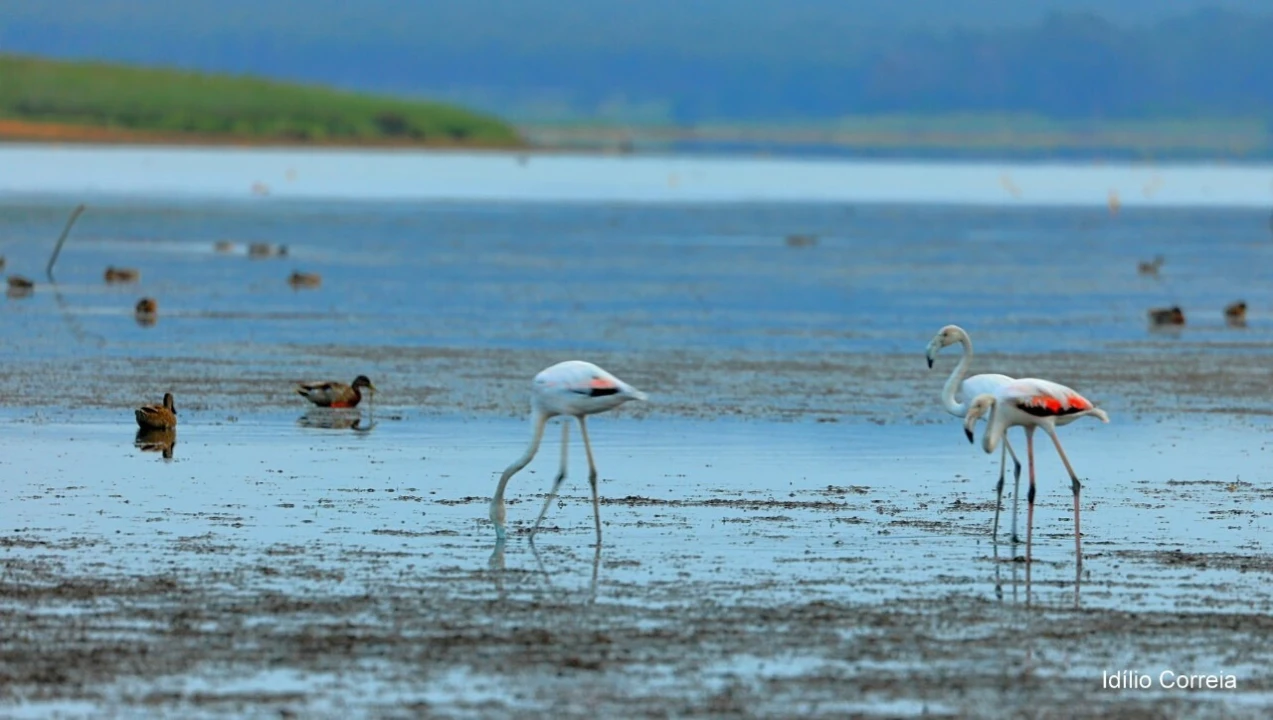 Terreno para Venda em Foz do Arelho Foto 12