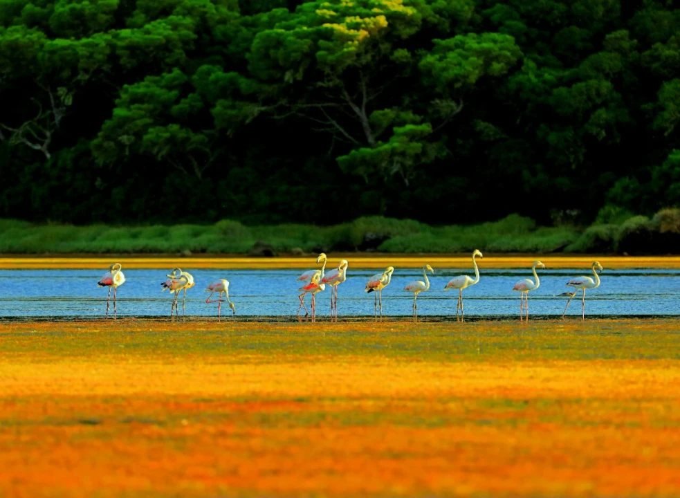 Terreno para Venda em Nossa Senhora do Pópulo, Coto e São Gregório Foto 8