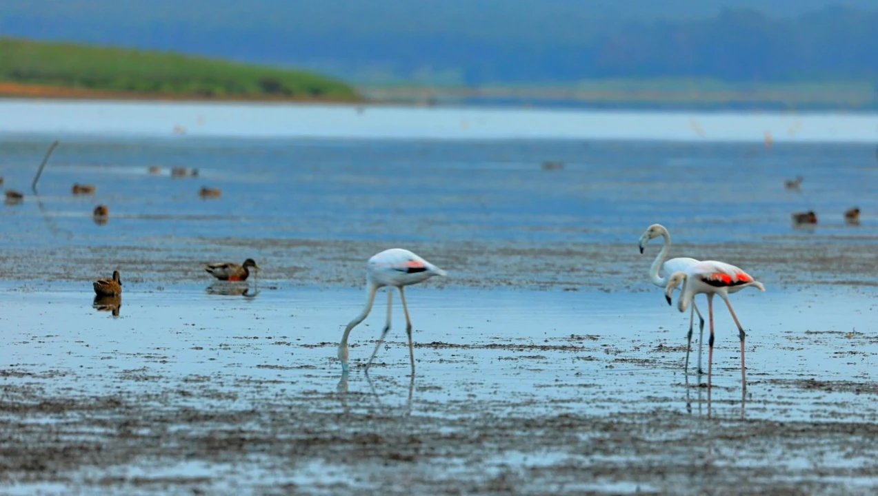 Terreno para Venda em A dos Francos Foto 18