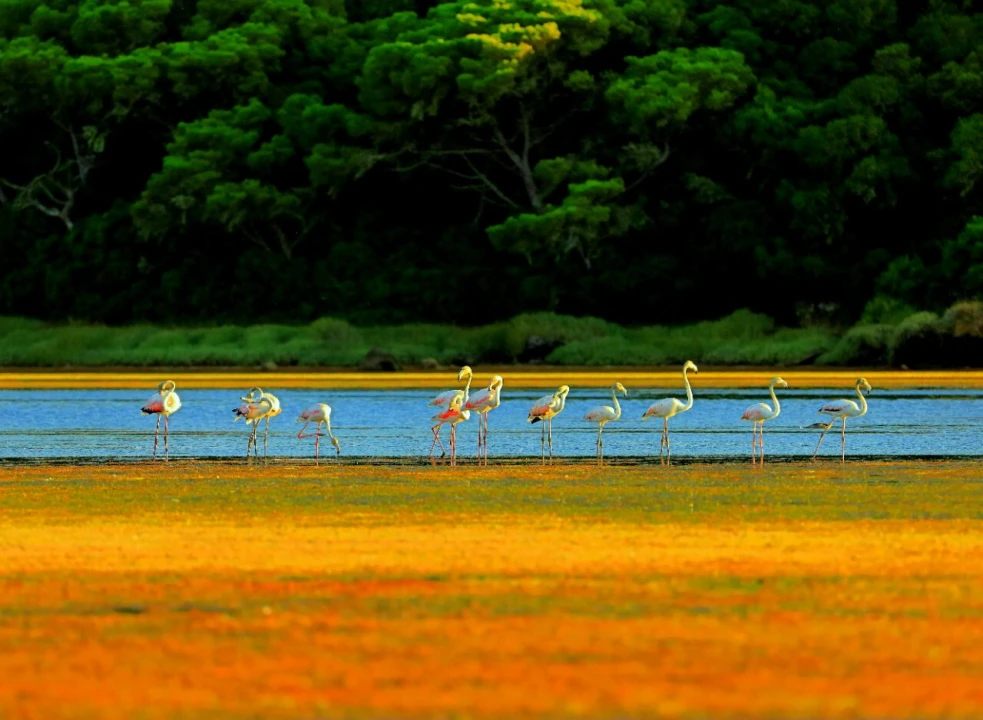 Terreno para Venda em A dos Francos Foto 7
