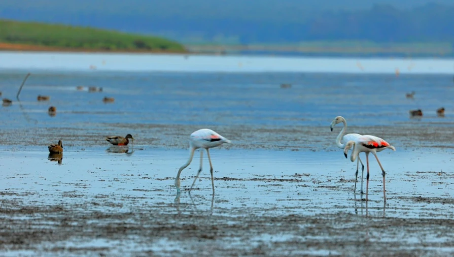 Terreno para Venda em A dos Francos Foto 18
