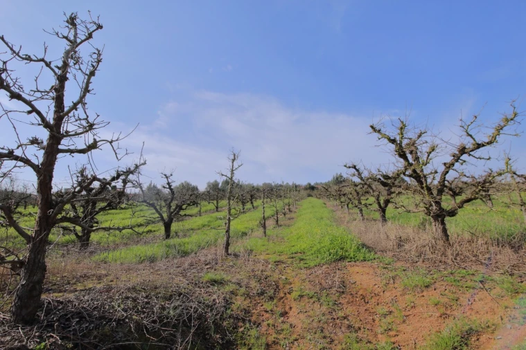 Terreno para Venda em A dos Francos Foto 36