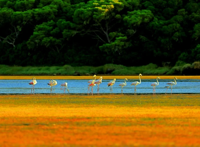 Terreno para Venda em Foz do Arelho Foto 6