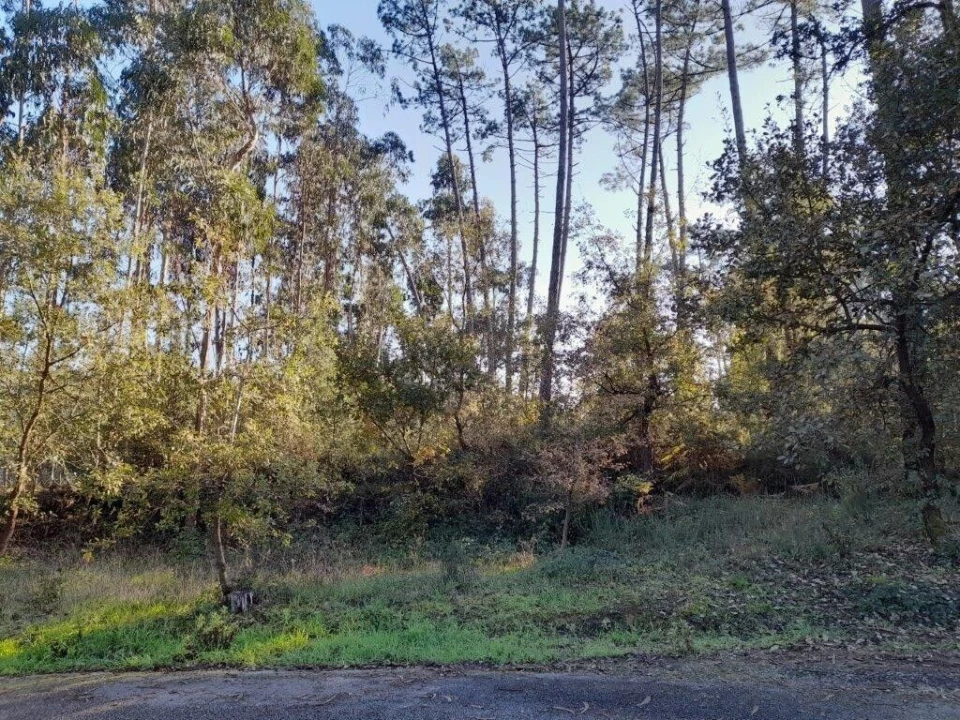 Terreno para Venda em Souto da Carpalhosa e Ortigosa Foto 13