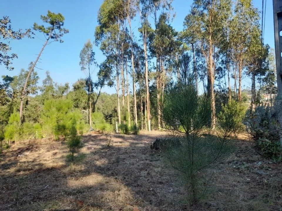 Terreno para Venda em Souto da Carpalhosa e Ortigosa Foto 3