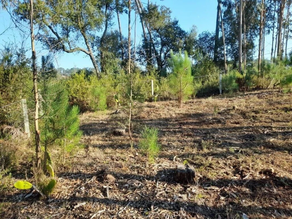 Terreno para Venda em Souto da Carpalhosa e Ortigosa Foto 9