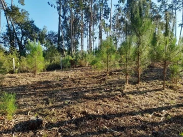 Terreno para Venda em Souto da Carpalhosa e Ortigosa