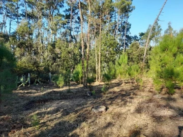Terreno para Venda em Souto da Carpalhosa e Ortigosa