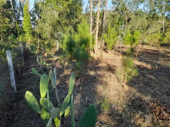 Terreno para Venda em Souto da Carpalhosa e Ortigosa Foto 5