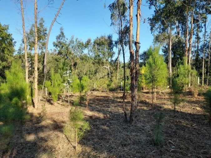 Terreno para Venda em Souto da Carpalhosa e Ortigosa Foto 6