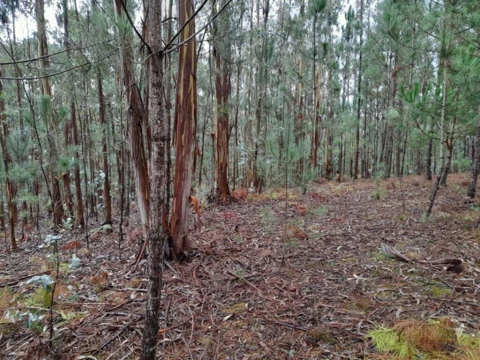 Terreno para Venda em Bajouca Foto 5