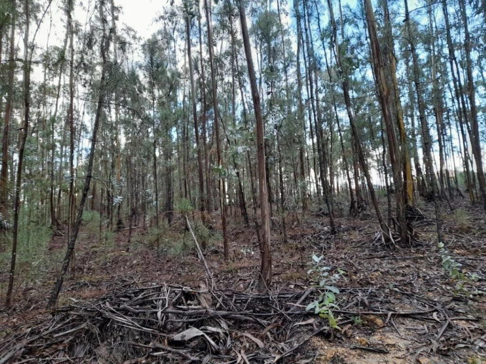 Terreno para Venda em Bajouca Foto 7
