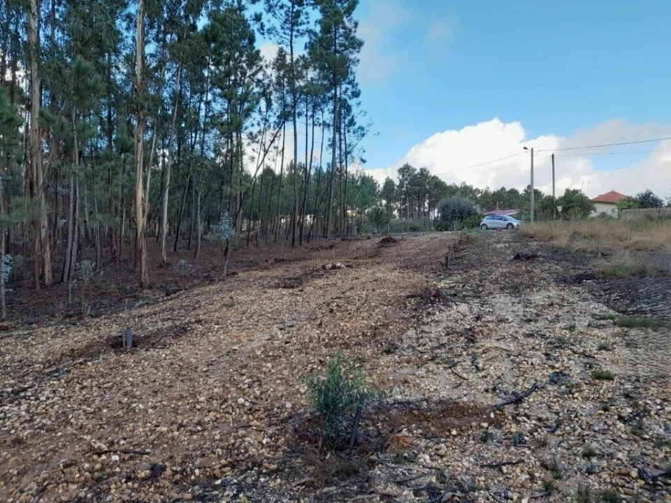 Terreno para Venda em Bajouca Foto 10