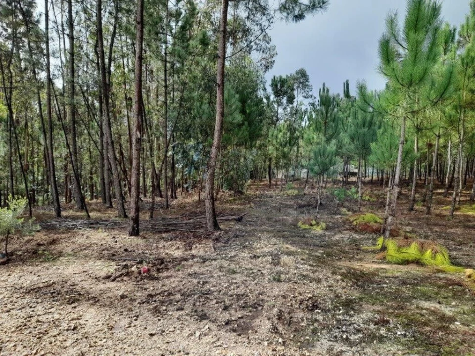 Terreno para Venda em Bajouca Foto 3