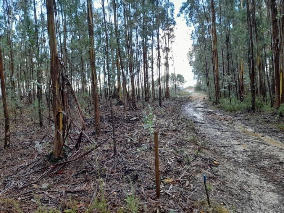 Terreno para Venda em Bajouca Foto 6