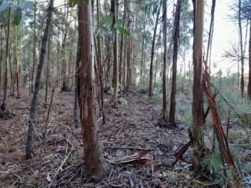 Terreno para Venda em Bajouca