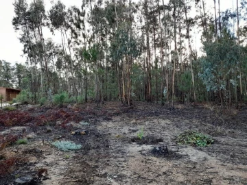 Terreno para Venda em Bajouca
