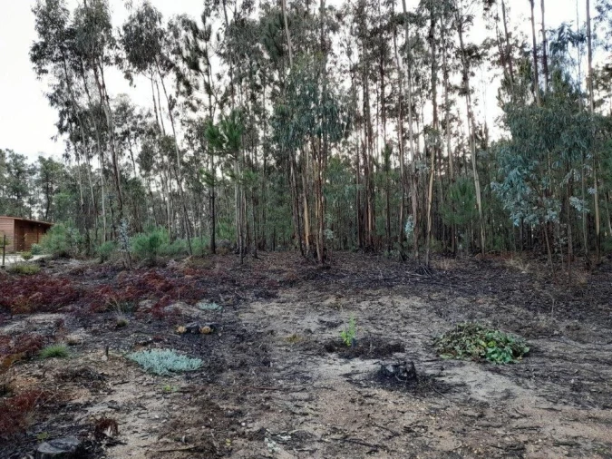 Terreno para Venda em Bajouca Foto 9