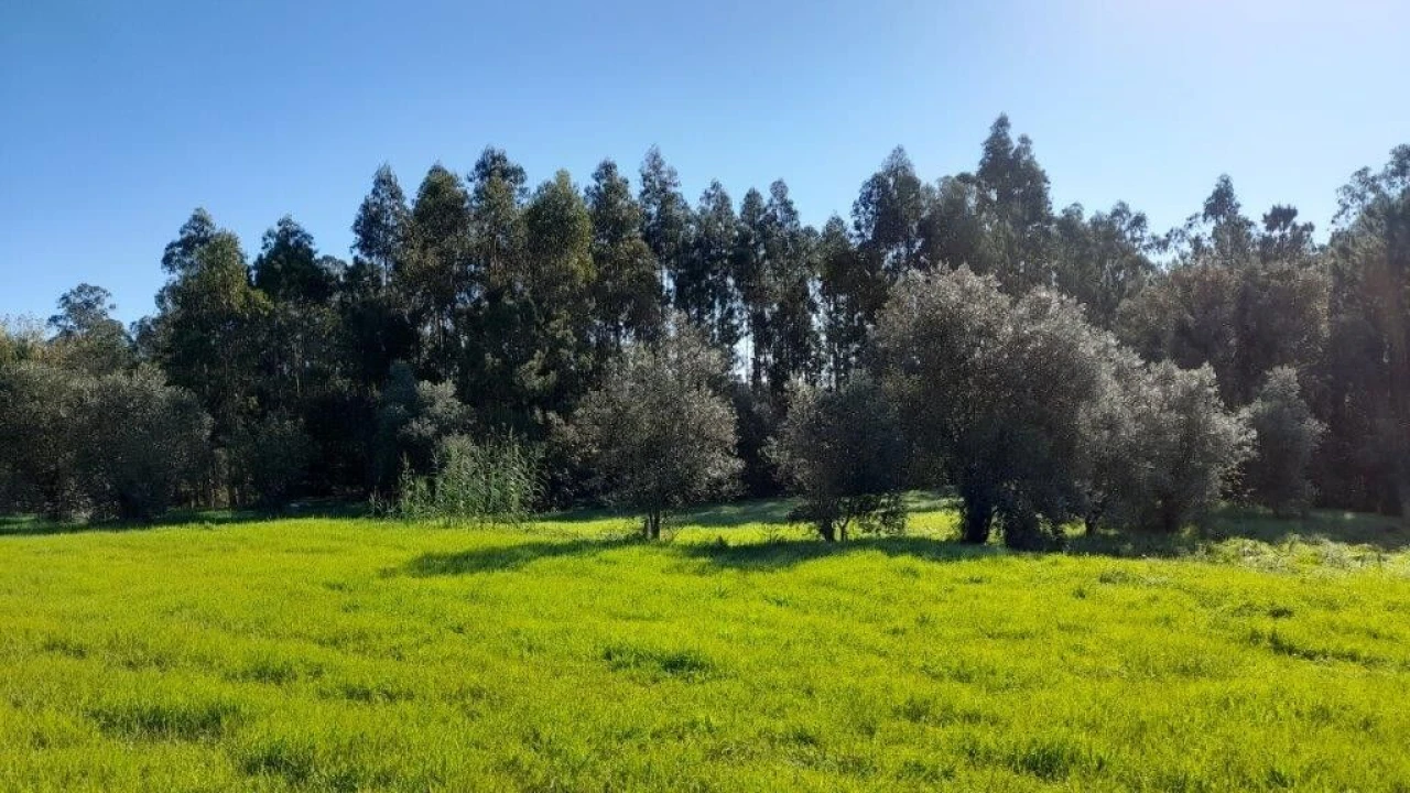 Terreno para Venda em Souto da Carpalhosa e Ortigosa Foto 10