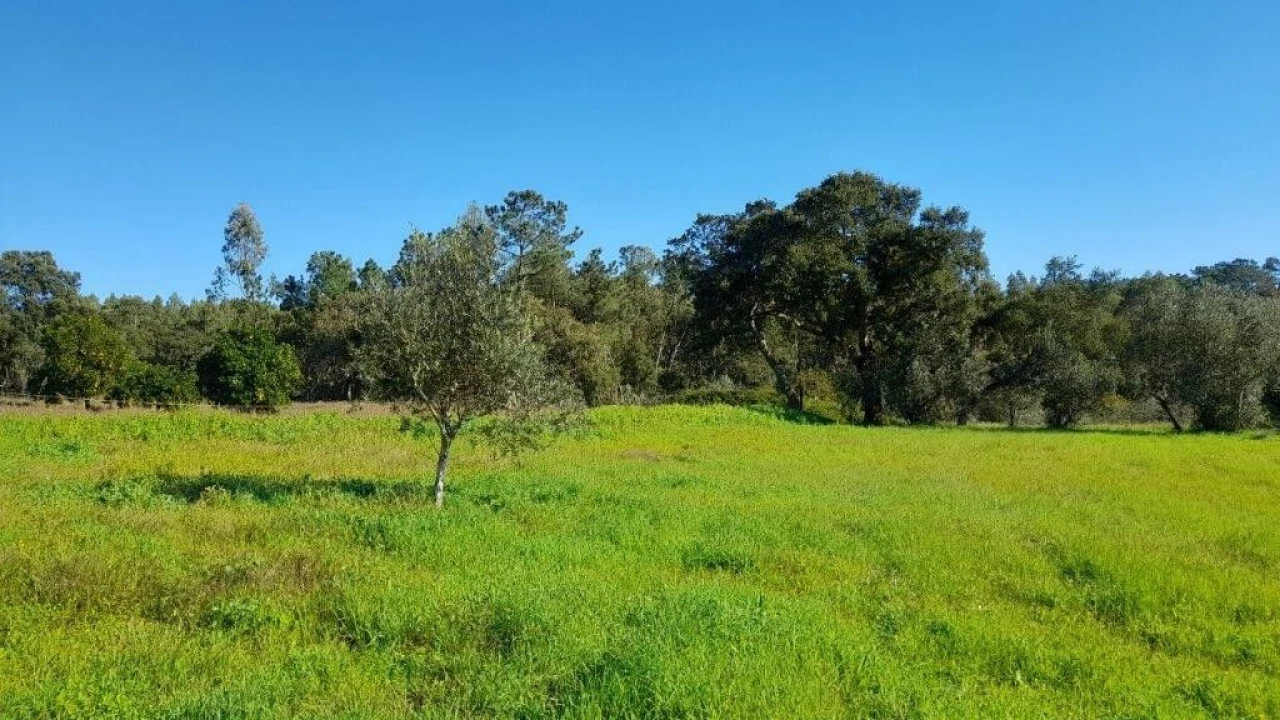 Terreno para Venda em Souto da Carpalhosa e Ortigosa Foto 14