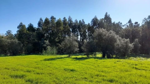 Terreno para Venda em Souto da Carpalhosa e Ortigosa