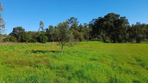 Terreno para Venda em Souto da Carpalhosa e Ortigosa