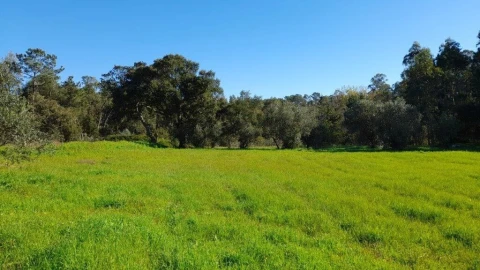 Terreno para Venda em Souto da Carpalhosa e Ortigosa