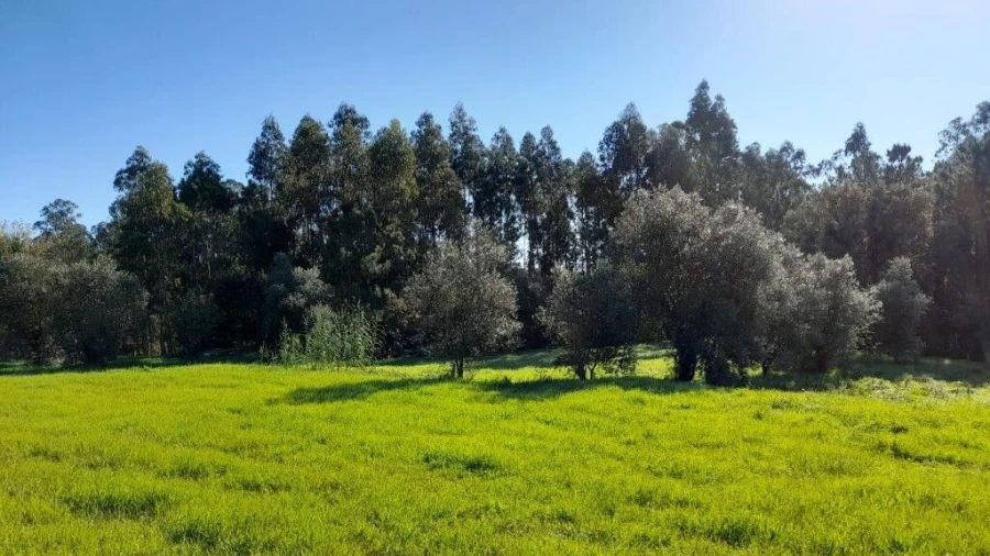 Terreno para Venda em Souto da Carpalhosa e Ortigosa Foto 10