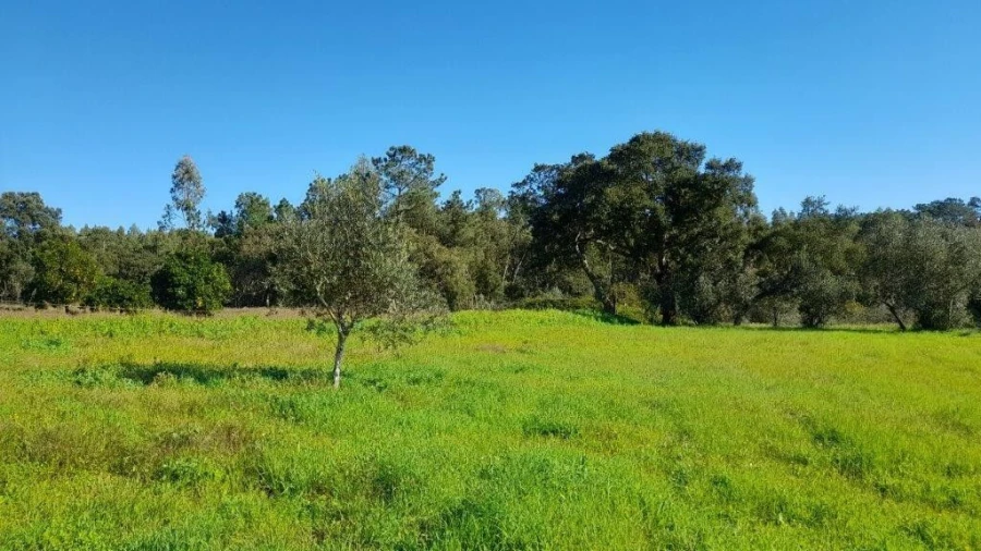 Terreno para Venda em Souto da Carpalhosa e Ortigosa Foto 14