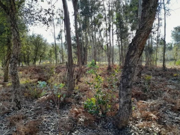 Terreno para Venda em Souto da Carpalhosa e Ortigosa