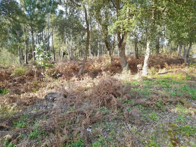 Terreno para Venda em Souto da Carpalhosa e Ortigosa Foto 6