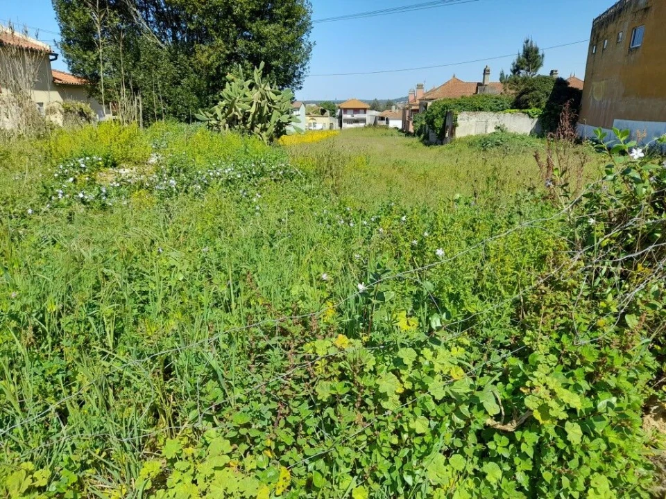 Terreno para Venda em Monte Real e Carvide Foto 4